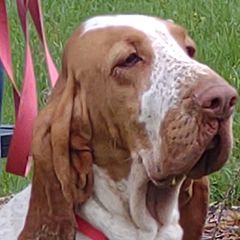 Beatrice - Bracco Italiano