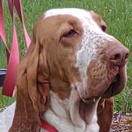 Beatrice - Bracco Italiano