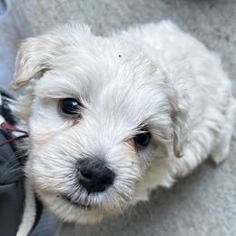Stevie (red collar) - White male Miniature Schnauzer puppy in Port Orchard, Washington from Silver Bells Miniature Schnauzers