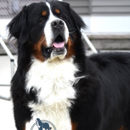 Darrel - Bernese Mountain Dog