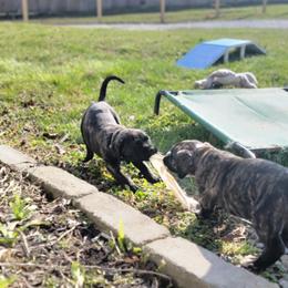 Australian Shepherd and Perro de Presa Canario Puppies from Lykaios Kennels