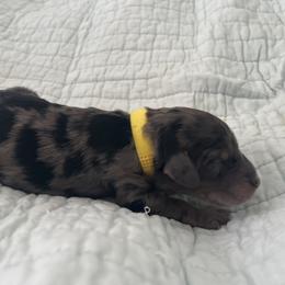 Casino - Merle female Sheepadoodle puppy in Buford, Georgia from Guppy Puppies