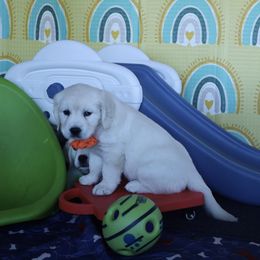 Golden Retriever Puppies from Huckaby’s English Golden Retrievers