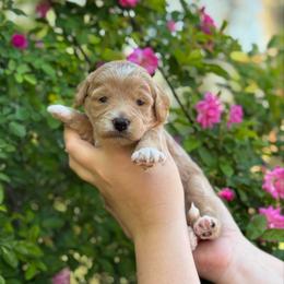 Legacy - Apricot female Goldendoodle puppy in Wharton, Texas from Little Fur Friends
