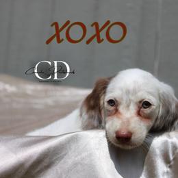 XOXO - Chocolate female Dachshund puppy in Huntington, Texas from Camacho_Dachshunds