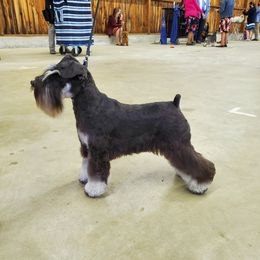 Styx - Miniature Schnauzer