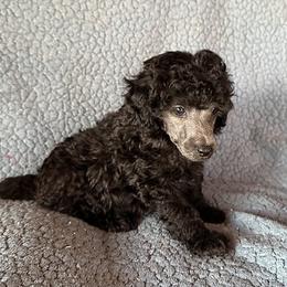 Charlie (green) - Silver male Poodle puppy in Cabool, Missouri from Rafter B Farms