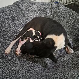 Black Boy 3 - Black and white male Basenji puppy in Tuttle, Oklahoma from Steadfast Farm (SFF)