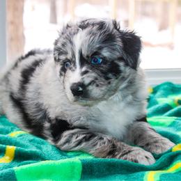 Ebi - Blue merle female Australian Shepherd puppy in Coldwater, Michigan from Northern Star Australian Shepherds