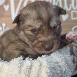 Caramello - Red and white female Siberian Husky puppy in Coshocton, Ohio from Wyant Farms