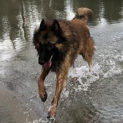 Dru - Belgian Tervuren