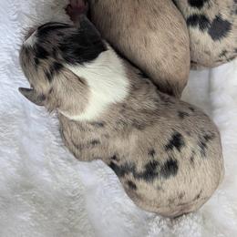 Blue collar - Blue merle male Aussiedoodle puppy in Coulee City, Washington from Mr and Mrs Doodle Farm