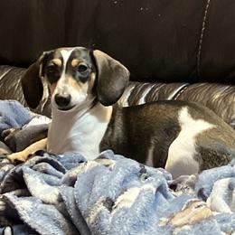 Piper - Dachshund