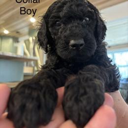 Grey Collar Boy - Black male Poodle puppy in Grandview, Tennessee from FurEver Poodles