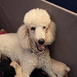Sparkle - Poodle