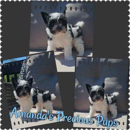 Jack - Parti male Yorkshire Terrier puppy in Wartburg, Tennessee from Amanda's Precious Pups