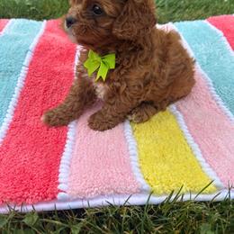 Harry - Red male Cavapoo puppy in Mint Hill, North Carolina from DoodleForever