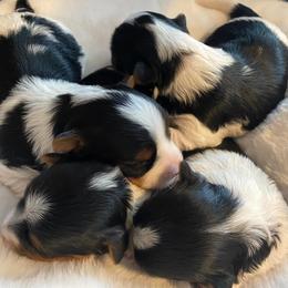 Biewer Terrier Puppies from Petit Bijou