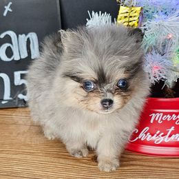 Pepper's Father Figure - Figaro - Blue merle male Pomeranian puppy in Plant City, Florida from Pepper's Pomeranians
