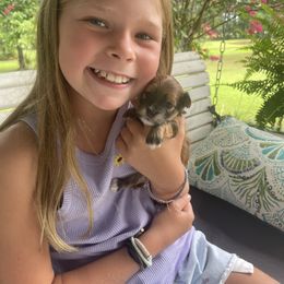Girl 2 Izzy - Red sable female Havanese puppy in Falkville, Alabama from Nanas Havanese