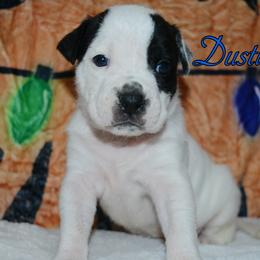 Dustin - male Alapaha Blue Blood Bulldog puppy in Walbridge, Ohio from United Alapaha Bulldogs