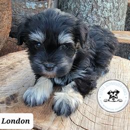 Miniature Schnauzer Puppies from Little Schnauzer Paws