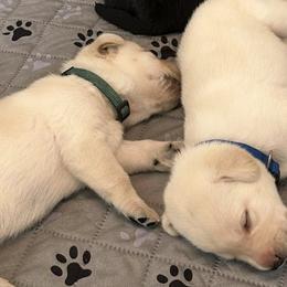 Labrador Retrievers from Malloy's Labrador Retrievers