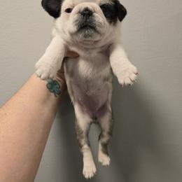 Girl 4 (panda) - Fawn female Pug puppy in Auburn, Kentucky from Prentice Family Pugs