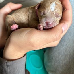 3rd Pick (Poppy) - Apricot female Cavapoo puppy in Marquand, Missouri from Perfectly Playful Doodles