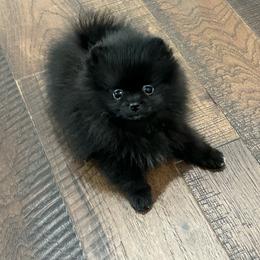 Reid - Black male Pomeranian puppy in Lyons, Georgia from Its a Poms Life Kennel