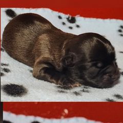 Cocoa - Brown male Shichon puppy in Imperial, Missouri from Shichon Teddybear  puppies of Miss