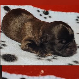 Cocoa - Brown male Shichon puppy in Imperial, Missouri from Shichon Teddybear  puppies of Miss