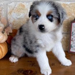 Whitley - Blue merle female Miniature Australian Shepherd puppy in Midway, Texas from L Bar W Aussie Ranch