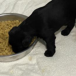 Standard Schnauzer Puppies from Stahlkrieger Standard Schnauzers