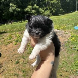 Lily - Tri-colored female Pomeranian puppy in Fredericksburg, Virginia from Designer Dog Society
