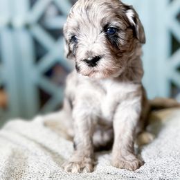 Flint - Goldendoodle puppy from Doodle Acres