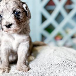 Flint - Goldendoodle puppy from Doodle Acres