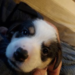 Pembroke Welsh Corgi Puppies from Gary's Pembroke Welsh Corgis