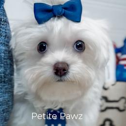 Jack - White male Maltese puppy in Tampa, Florida from Petite Pawz