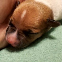 Miniature American Shepherd, Miniature Australian Shepherd, and Rat Terrier Puppies from Rocking 4C