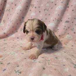 Brandy - Blenheim female Cavalier King Charles Spaniel puppy in Pennsylvania from Julie's Cavalier King Charles Spaniels