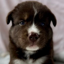 Siberian Husky Puppies from Southern Siberian Huskies of SW Florida