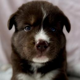 Siberian Husky Puppies from Southern Siberian Huskies of SW Florida