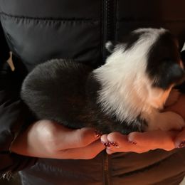 Boy 3 - Black and tan male Pembroke Welsh Corgi puppy in Honey Grove, Texas from JK Ranch Corgis