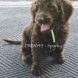 DM9045 - Chocolate male Australian Labradoodle puppy in Easley, South Carolina from Royal Diamond Labradoodles