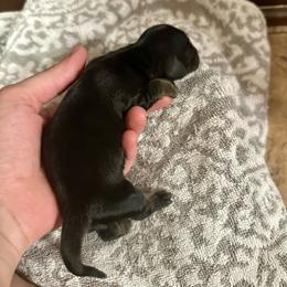 Dopey - Black and cream male Dachshund puppy in Atwood, Oklahoma from Holder’s Doxie Farm
