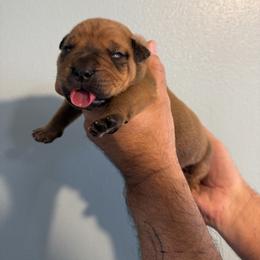 Blue collar male - Red male Boerboel puppy in Rockford, Illinois from Adoraboerboels