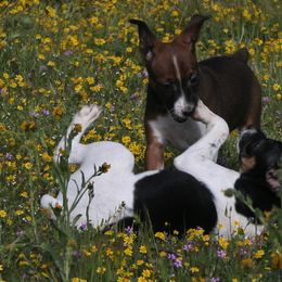 Rat Terrier Puppies from Skippin CJ Standard Rat Terriers