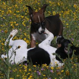 Rat Terrier Puppies from Skippin CJ Standard Rat Terriers