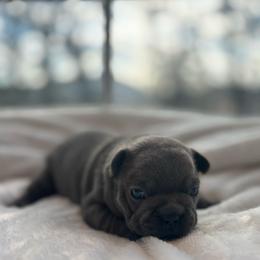 Yellow collar - Blue female French Bulldog puppy in Salisbury, Maryland from 77 Frenchies Maryland